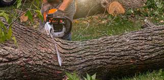 Professional Tree Services in Fort Bliss, TX