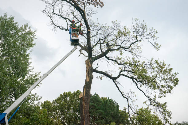 How Our Tree Care Process Works  in  Fort Bliss, TX